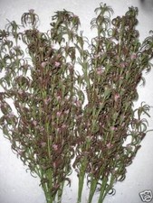 New Pack 12 Stems Pink Curly Heather Artificial Flowers Bulk Buy Deal