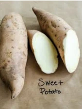 10 white Sweet potato Slips / Cuttings / White Sweet Potato Plants / Khoai lang