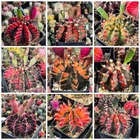 Gymnocalycium mihanovichii f.variegata mix 100seeds harvest 2026