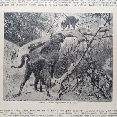 1885 Holzstich wood engraving Wisent Luchs Jagd Wildlife European Bison Lynx