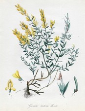 Antique Print-GENISTA TINCTORIA-DYER-GREENWEED-BROOM-1106-Flora Batava-Sepp-1800