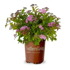 2.5 Qt. Little Bonnie Dwarf Spiraea, Live Deciduous Shrub, Clusters of Lavender-