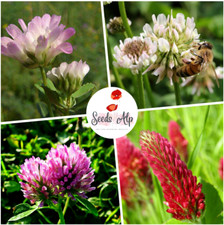 4er KLEE MISCHUNG Saatgut ☘️ SAMEN Weißklee Rotklee Rosenklee Perserklee | 250 g