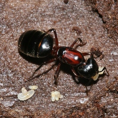 Camponotus Novoboracensis Ant Queen & 1-10 Workers Live Arrival Test Tube