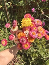 Strawflower and holly hock seeds ( 20 Holly hock seeds
