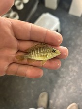 Cichlid Juvenile Small Yellow-Green Freshwater Tropical Aquarium Fish