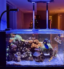 Waterbox 50.1 Peninsula Reef Aquarium w/ Fish...