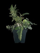 Rabbit Foot Fern 11 Cm Pot Outdoor Plant