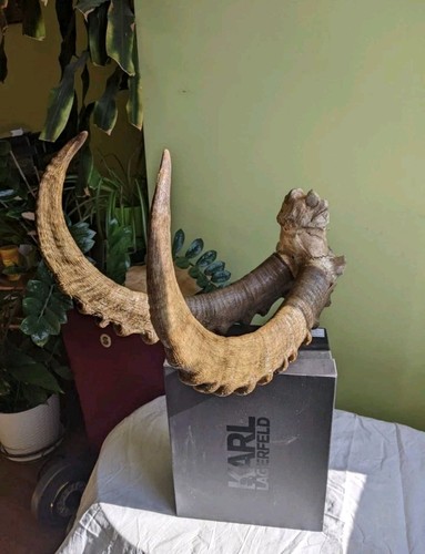 Horns of an Alpine mountain goat (Capra alaiana) Hunting Trophy Taxidermy