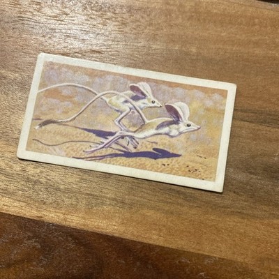 Card Brooke Bond Tea Collector Yarkand Jerboa 18 Asian Wildlife