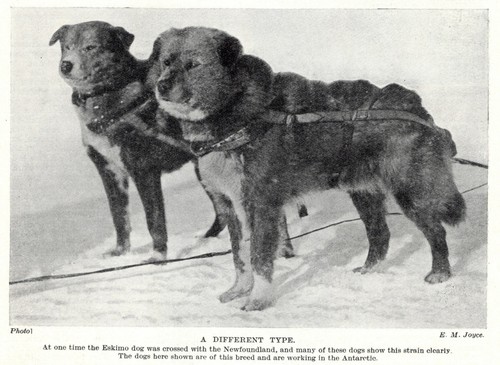 Eskimo Newfoundland "Mixed" - 1934 Vintage Dog Art "Photo" Print - CUSTOM MATTED