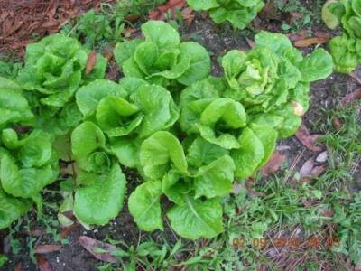 SEEDVILLE USA 2000 BIBB LETTUCE (Limestone Lettuce) Lactuca Sativa Vegetable Seeds