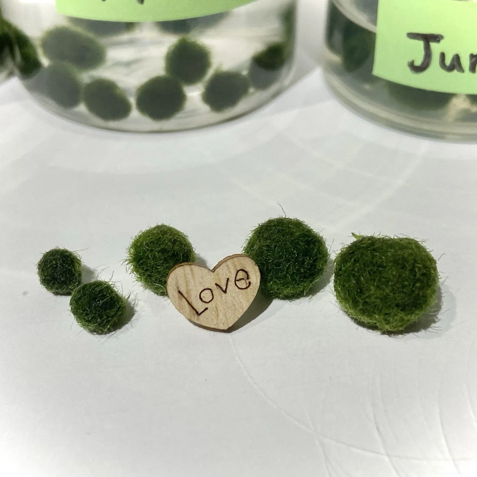 Marimo Moss Ball Mini Acuario Amigos Varios Tamaños [Leer Desc Antes de Comprar] Foto 2 de 4