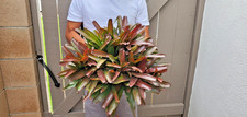 Bromeliad Neoregelia Plant