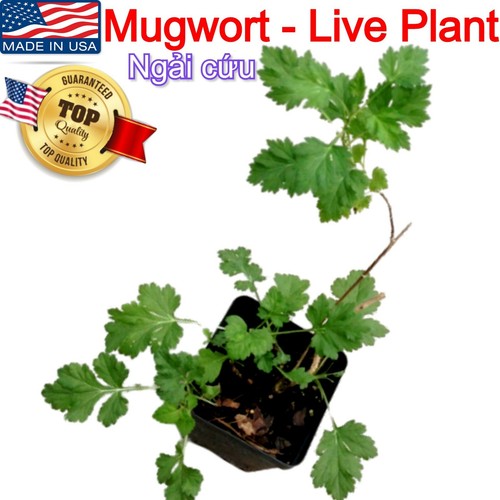 MUGWORT Ngai Cuu Yomogi Artemisinin Artemisia Argyi Silvery Wormwood Live Plants - Picture 3 of 11