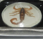 Vintage  Cd. Juarez Mexico Bubble Glass Real Scorpion Ashtray Cigarette Tobacco — photo 4