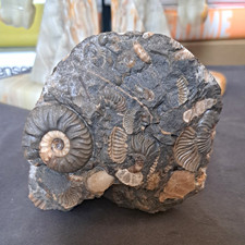 Ammonite Fossil Specimen in Matrix Rock, Natural Unpolished Finish, 0.414 kg