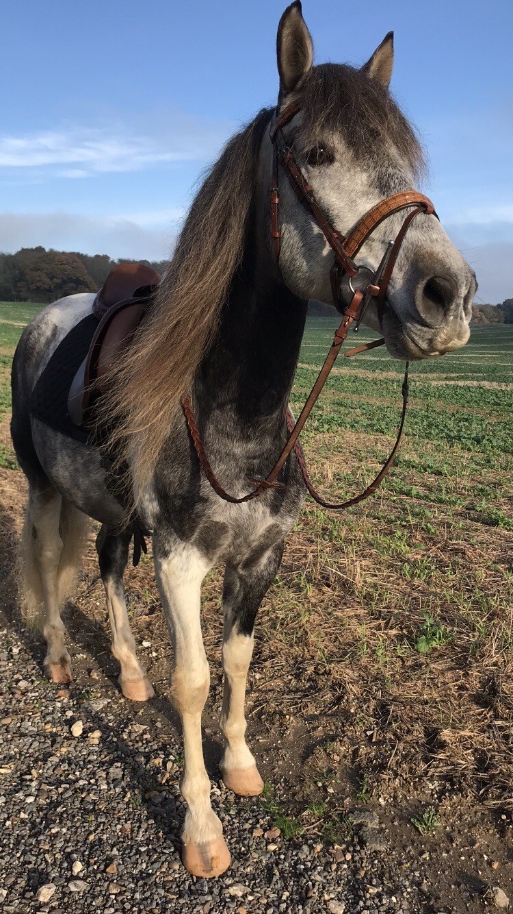 Light Brown Cob Bridle eBay