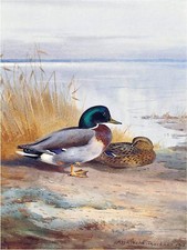 Ducks on The Banks of a Loch Accent Tile Mural Kitchen Wall Backsplash Ceramic