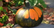 10 Batwing Pumpkin Seeds for Planting - Pumpkins Appear to Have a Black Cape