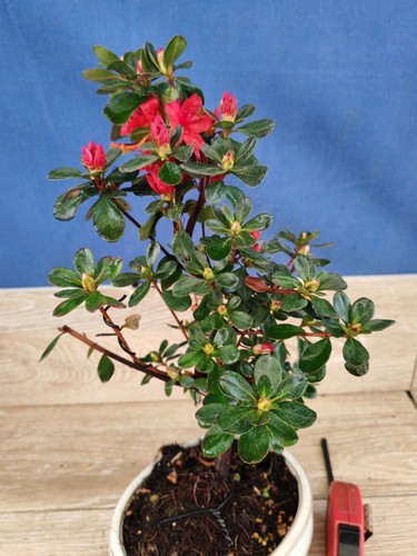 bonsai di azalea h 42 cm visita il negozio - Foto 4 di 9