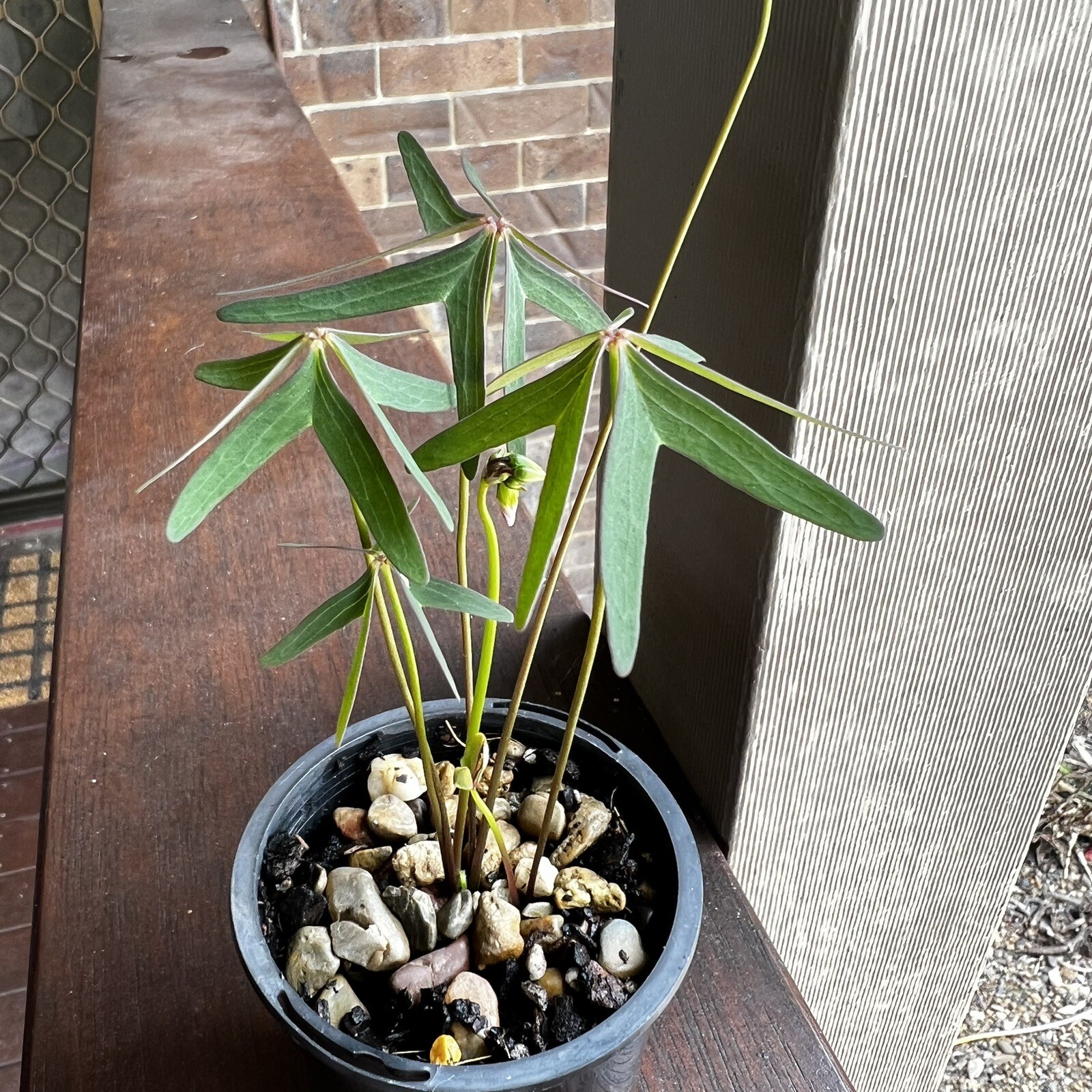 Oxalis stipularis SUMMER GROWER Plant For Sale!! eBay
