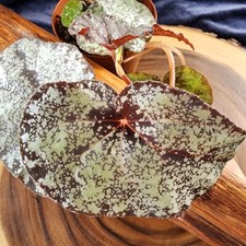 Sale2147 Begonia Begonia Moona Variabilis 20 semi