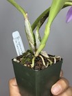 NEW! Unreleased 2027 Cattleya (L. Praestans x Sc. Lana Coryell) SVO 11383 — photo 10