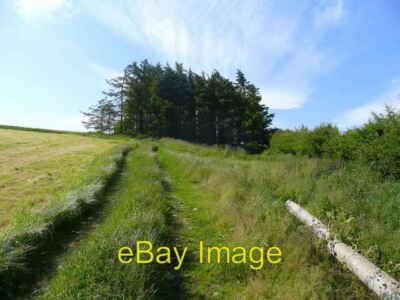 Photo 6x4 Coniferous copse Chapel Lawn Not featured on OS mapping this c c2008