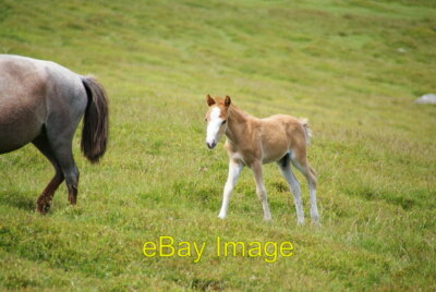 Foto 6x4 Ein junges walisisches Pony Es sah aus, als wären beide Eltern in der Nähe, aber um 2009