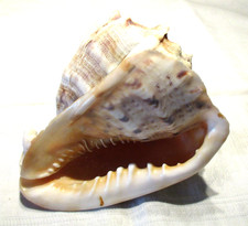 Meeresschnecke Cassis Cornuta - gehörnte Meeresschnecke - Sammlung