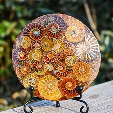 416 Million Year Old Ammonite Fossil – Large 11cm Crystal Disc
