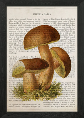 Pilz Imleria Badia Gerahmtes Wandbild Poster Leinwanddruck Bild