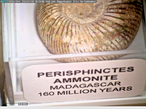 Bonito fósil jurásico de amonita perisphinctos en caja aproximadamente 160 MYO C - Imagen 3 de 3
