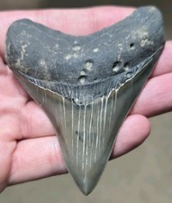 BEAUTIFUL QUALITY GENUINE MEGALODON TOOTH PREHISTORIC SHARK FOSSIL GEORGIA, USA!