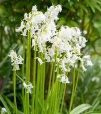 Spanish Whitebells Bulbs White Hyacinthoides Hispanica