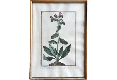 Giorgio Bonelli: kol. Kupferstich aus ''Hortus Romanus'' zw. 1772 und 1783
