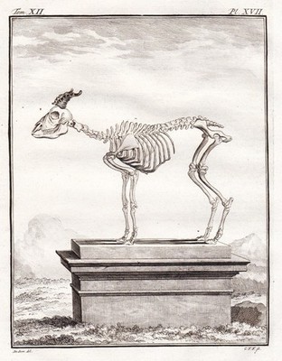 Steinbock Ibex Alpen Jagd hunting Skelett skeleton Kupferstich Buffon 1780.