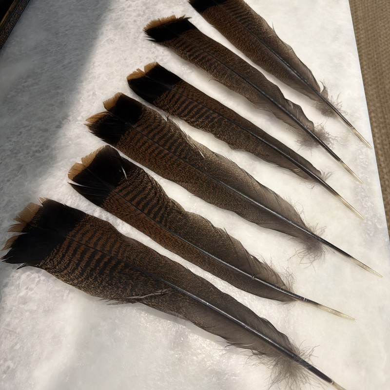 Wild Turkey Feathers From An Alabama Eastern Turkey- Lot Of 6