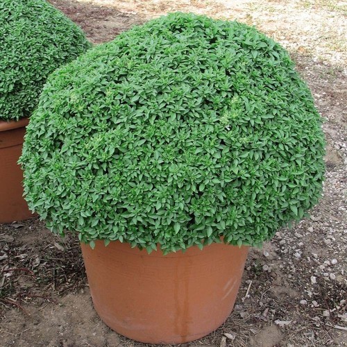 Basil Dwarf Greek Seeds select 100 - 5000 Seeds herbs perfect for containers! - Picture 5 of 5