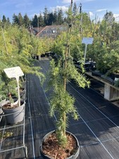 Deodar Cedar Pendula80/100cm Weeping Conifer Cedrus deodara 5L Pot