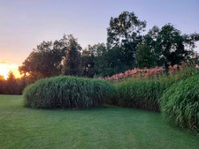 100 Count Rhizomes - Giant Miscanthus (Miscanthus Giganteus)