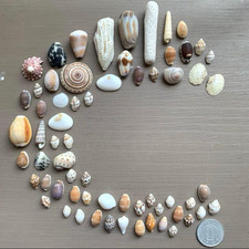 sea shell mix from japan Assortment of natural materials