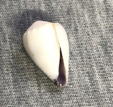 *Conus nanus 16mm !!!