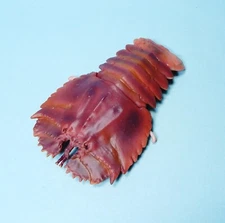 Bandai Diversity of Life Crustaceans Slipper lobster mini figure US seller new