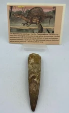 Spinosaurus Teeth Dinosaur F0SSIL Before T Rex Cretaceous K512