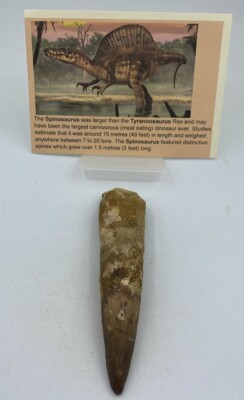 Spinosaurus Teeth Dinosaur F0SSIL Before T Rex Cretaceous K512