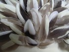 (300)-Cockatiel Parrot Body Feathers 2in. & Under 4023 — photo 5