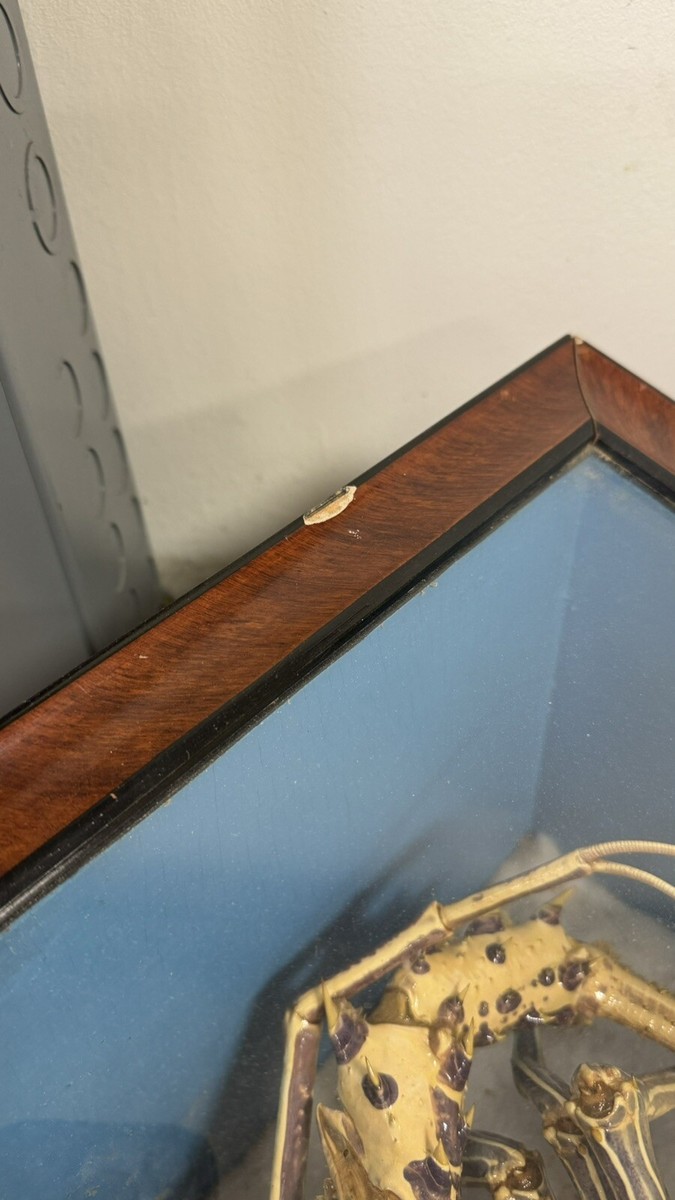Victorian Specimen Albino Taxidermy Lobster in Shadow Box Frame | eBay