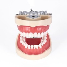 Kilgore NISSIN 200 Type Dental Typodont Model With 32PCS Removable Teeth M8012